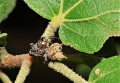 Pempherulus