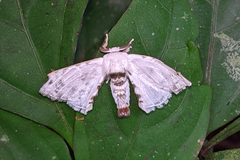 Colla opalifera