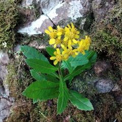 Verbesina macvaughii