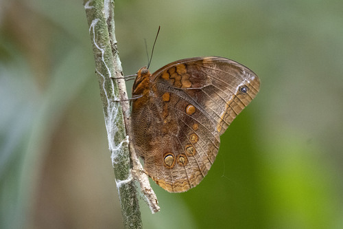 Catoblepia berecynthia