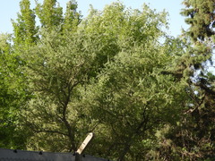 Geoffroea decorticans