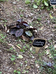 Goeppertia roseopicta