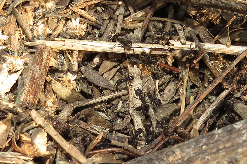 Acromyrmex ambiguus