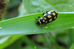 Eriopis serrai