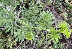 Cyphostemma natalitium