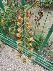 Solanum sisymbriifolium