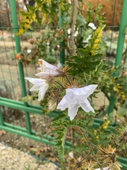 Solanum sisymbriifolium