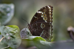 Morpho achilles phokylides