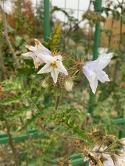Solanum sisymbriifolium