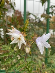 Solanum sisymbriifolium