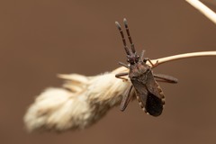 Loxocnemis dentator