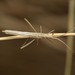 Chorosoma schillingii - Photo (c) Martin Galli, μερικά δικαιώματα διατηρούνται (CC BY-NC), uploaded by Martin Galli