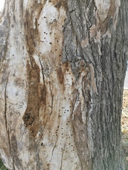 Eurythyrea micans
