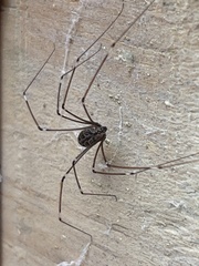 Smeringopus pallidus