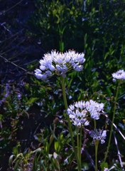 Allium subvillosum
