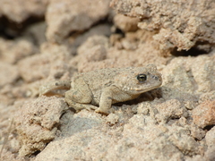 Epidalea calamita