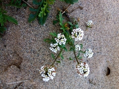 Lobularia maritima maritima