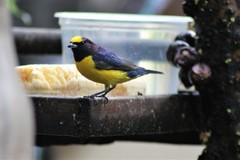 Euphonia chlorotica