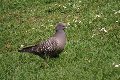 Patagioenas maculosa