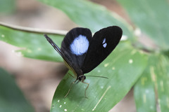 Pierella hortona