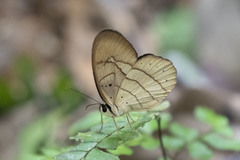 Pierella hortona