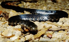 Helicops leopardinus