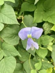 Psophocarpus tetragonolobus