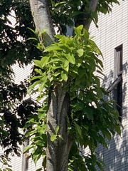 Magnolia × alba