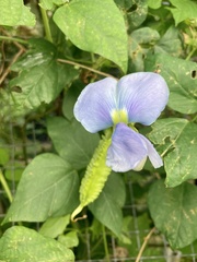 Psophocarpus tetragonolobus