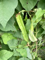 Psophocarpus tetragonolobus