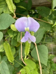 Psophocarpus tetragonolobus