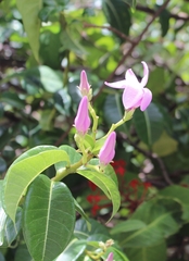 Cryptostegia madagascariensis