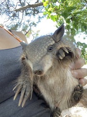 Chaetophractus vellerosus