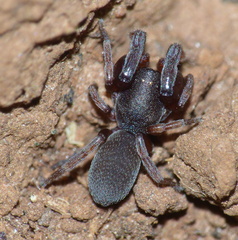 Palpimanidae