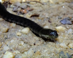 Helicops leopardinus