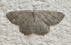 Dicrognophos sartata