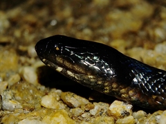 Helicops leopardinus