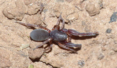 Palpimanidae