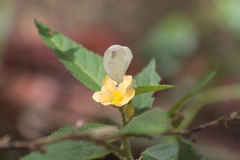 Leptosia