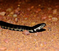 Helicops leopardinus