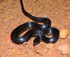 Helicops leopardinus