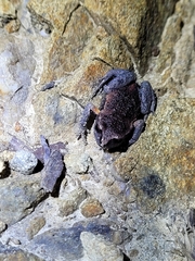Pseudophryne raveni