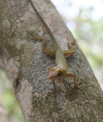 Anolis terraealtae