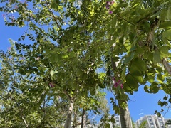Bauhinia × blakeana
