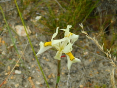 Moraea angusta