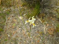 Moraea angusta
