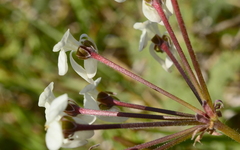 Pelargonium triste