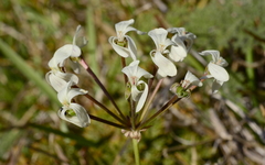 Pelargonium triste