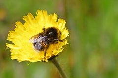 Bombus