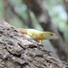 Les Saines Anole - Photo (c) dleo, some rights reserved (CC BY-NC)